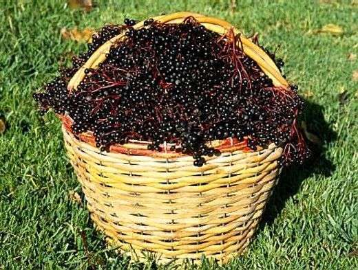 корзина с черной бузиной