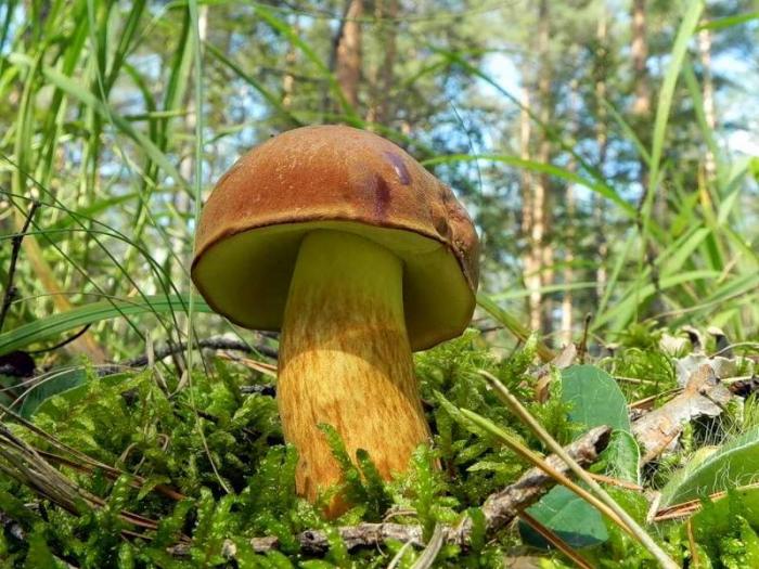 фото гриба моховика