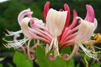 польза цветов жимолости также имеет место розовый цветок жимолости