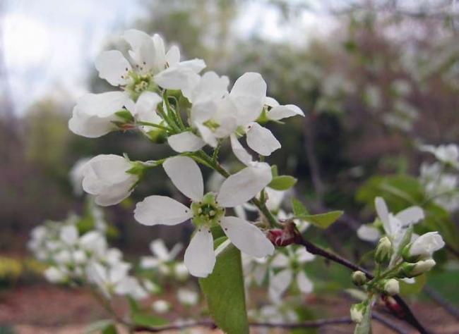 белый цветы кустарника ирга