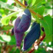 полезные свойства ягод жимолости весьма разнообразны ягода жимолость на ветке среди листьев