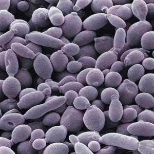 Saccharomyces ellipsoideus