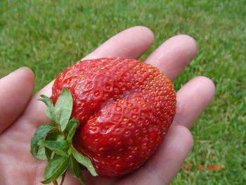 клубника Гигантелла фото Гигантеллы