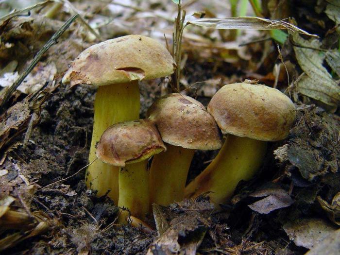 моховики - кулинарные рецепты