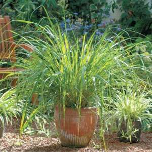 лимонная трава ускоряет обменные процессы и активирует пищеварение польза травы