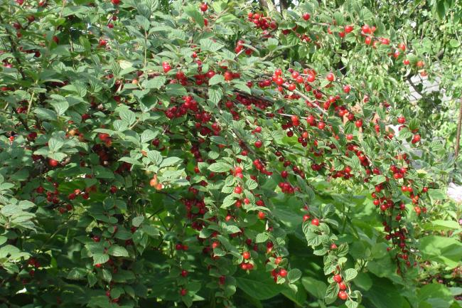 кустарник войлочной вишни и ягоды
