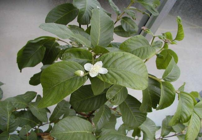 кустарник гуавы