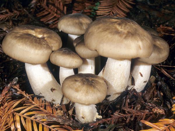 рядовка скученная