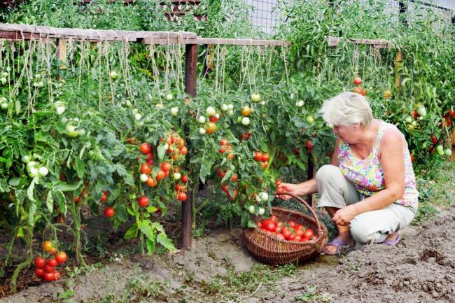 выращивание овощей