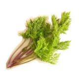 купырь (кервель)