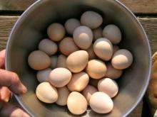 продукт в кулинарии
